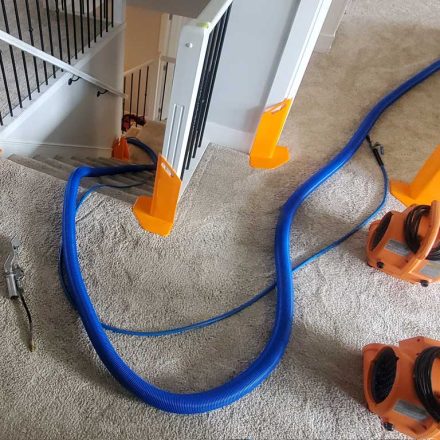 Pet Urine Removal From Carpet in a House Located in Maple Ridge BC Canada